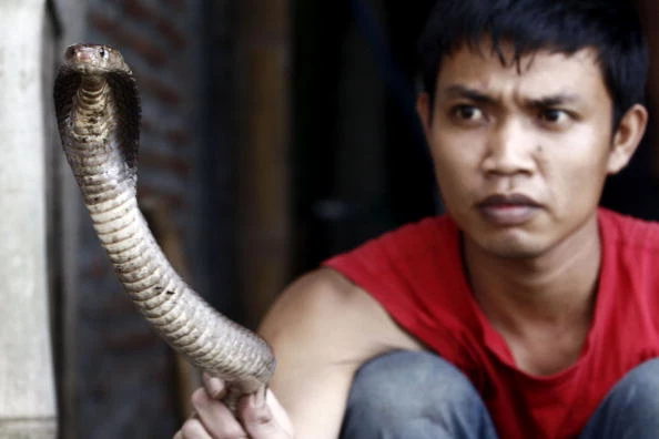 Cobras Harvested For Indonesian Burger Trade Cobras Harvested For Indonesian Burger Trade