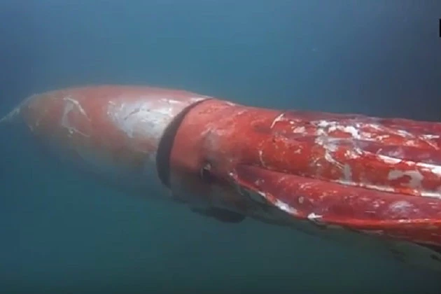 No, Kid Rock Did Not Discover A Giant Squid Washed Ashore On Lake Michigan